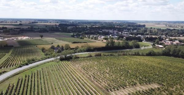 Bild 1 von 4: Frankreichs längste Weinstraße: Im Loiretal werden auf 800 Kilometern Länge vielfältige Weine angebaut.