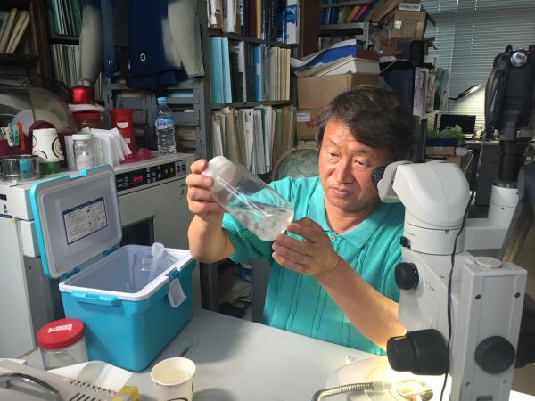 Bild 1 von 1: Shin Kubotas Labor in Shirahama ist der einzige Ort auf der Welt, wo unsterbliche Lebewesen gehalten werden: kleine Quallen, die ihren eigenen Tod überleben.