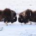 Planet der Tiere