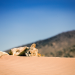 Die Löwen der Namib