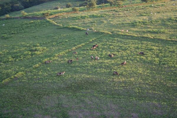 Bild 1 von 3: Die Exmoor-Ponies leben frei auf den weiten Ebenen des Hochmoores.