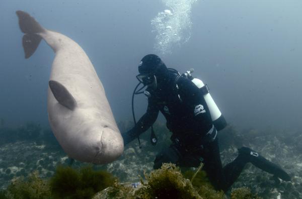 Bild 1 von 5: Didier Noirots Begegnung mit einem jungen, kontaktfreudigen Belugawal