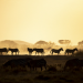Planet - Kenias wilde Tiere! Unterwegs mit Andreas Knausenberger