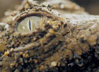 Wildes Lateinamerika