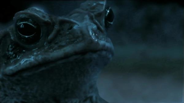 Bild 1 von 10: Kröten waren nur eine der zehn Plagen, die laut Bibel das alte Ägypten heimsuchten, bevor Moses die Israeliten von der Geisel der Pharaonen befreien konnte.