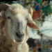 SHEEP