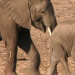 Die wilden Flüsse Afrikas