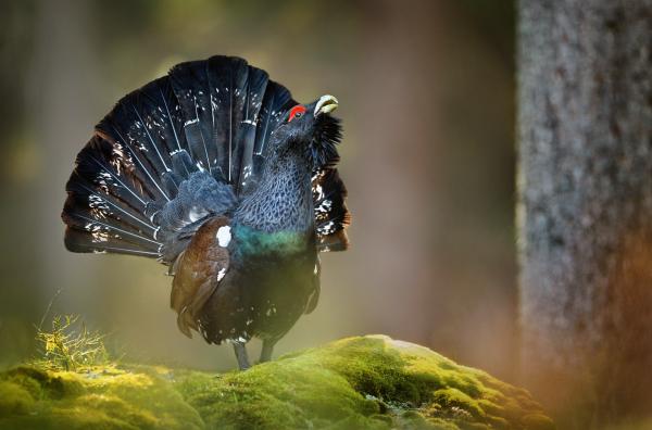 Bild 1 von 4: Oberhalb des Kochelsees bemüht sich ein Forstmann, den Lebensraum der gefährdeten und imposanten Auerhühner zu retten.