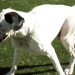 Cesar Millan: Better Human Better Dog - Bessere Menschen, bessere Hunde