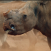 Wildlife Crime - Milliardengeschäft Tierhandel