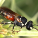 Der stumme Sommer - Warum sterben die Insekten?