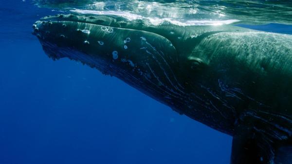 Bild 1 von 21: Im Bild: Buckelwale sind gezeichnet von Narben von ihren weiten Reisen und den Gefahren, die auf dem Weg liegen. In Mau?i fühlen sie sich sicher nach Verbot des Walfangs sicher.