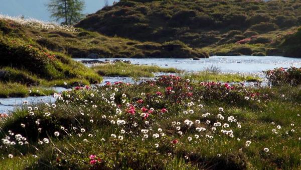 Bild 1 von 14: Im Bild: Staller Sattel Obersee Osttirol.