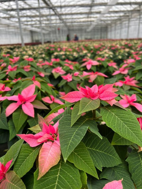 Bild 1 von 10: Eine Weihnachtssternpracht in der Bio-Gärtnerei Umbach in Heilbronn