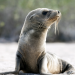 Galapagos