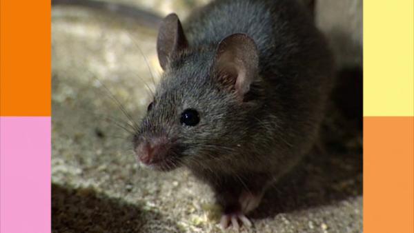 Bild 1 von 2: Eine Hausmaus möchte mit einer anderen Maus ein gemütliches Nest bauen.