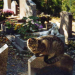 Welt der Tiere