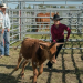 Heartland - Paradies für Pferde
