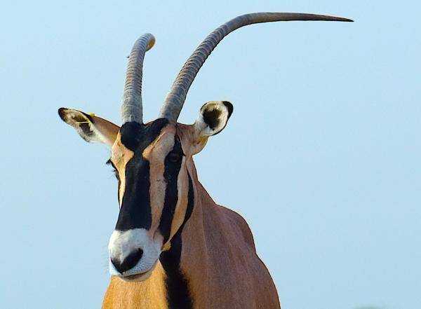 Bild 1 von 15: Beisa Oryx
