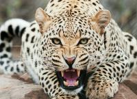 Tierische Killer