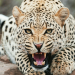 Tierische Killer