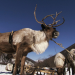 Wildes Russland