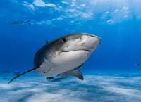 Gefährliche Wildnis