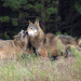 Familie Wolf - Gefährliche Nachbarn