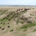 Rocky Mountains - Eine neue Heimat für die Bisons