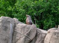 Bronx Zoo - Tierpark der Superlative