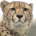 Am Kap der wilden Tiere