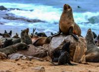 Unsere Ozeane - Kreislauf des Lebens