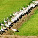 Zugvögel