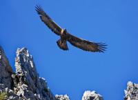 Wildes Italien