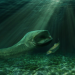 River Jaws - Riesenfische in unseren Flüssen