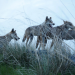 Der letzte Wolf