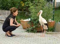 Ein Sommer im Burgenland