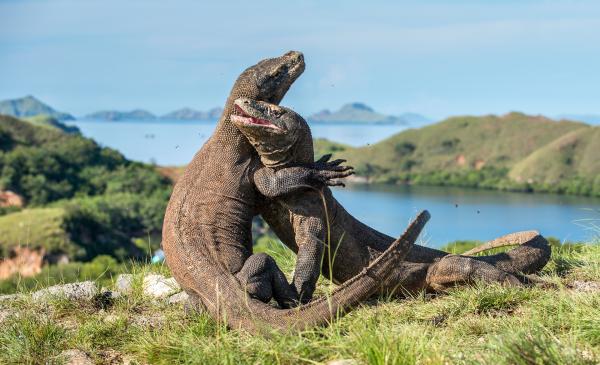 Bild 1 von 4: Komodowarane sind mit fast drei Metern Länge die größten Echsen der Erde.
