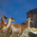 Wildes Patagonien