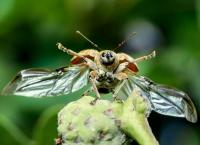 Ollie - Seifeblöterle