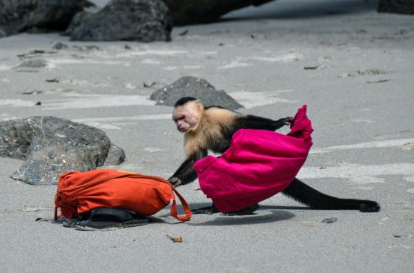 Bild 1 von 3: Ein weißgesichtiger Kapuzineraffe durchwühlt an einem costaricanischen Strand gestohlene Taschen nach Nahrung.