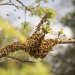 Bienen - Eine Welt im Wandel