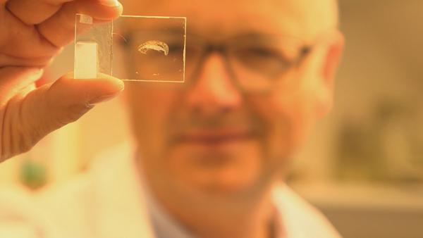 Bild 1 von 4: Karsten Schwanke mit dem Dünnschliff einer Rippe. Der Dünnschliff ist nur ein Fünfzigtausendstel Millimeter dünn.