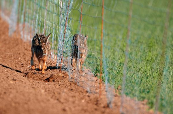 Bild 1 von 4: Feldhasen, voneinander getrennt durch einen Zaun: Menschliche Eingriffe zwingen die Tiere zur Anpassung, auch bei der Nahrungs- und Partnersuche.