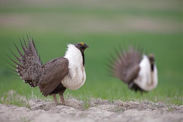 Bild 1 von 7: Im Bild: Beifußhuhn. Das Beifußhuhn zeichnet sich vor allem durch sein Gefieder aus. Es ist graubraun-weiß gesprenkelt und auf der Unterseite dunkel. Die Schwanzfedern laufen spitz zu, sind strahlenförmig aufgefächert und senkrecht über dem Rücken aufgestellt. Ihrem Namen nach ernähren sie sich überwiegend von Beifußblättern und Gräsern.
