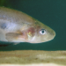 Amazonas - Fische unter Strom
