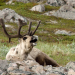 Polartag - Skandinaviens Wildnis im Sommer