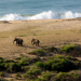 Wildes Sri Lanka