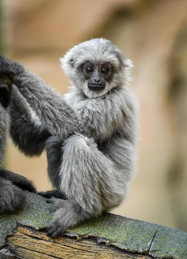 Bild 1 von 10: Im Bild: Silber-Gibbon Eko.