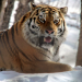 Big Five Asien